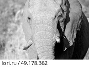 blur in south africa   kruger  wildlife  nature  reserve and  wild elephant. Стоковое фото, агентство Ingram Publishing / Фотобанк Лори
