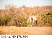 blur in south africa   kruger  wildlife    nature  reserve and  wild giraffe. Стоковое фото, агентство Ingram Publishing / Фотобанк Лори