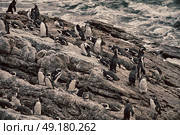 blur in south africa   betty’s bay wildlife  nature  reserve birds  penguin and rocks. Стоковое фото, агентство Ingram Publishing / Фотобанк Лори