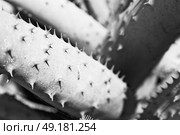 blur  in  south africa  abstract leaf of cactus plant and light. Стоковое фото, агентство Ingram Publishing / Фотобанк Лори