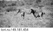 blur in south africa   mlilwane wildlife  nature  reserve and wild zebra. Стоковое фото, агентство Ingram Publishing / Фотобанк Лори