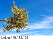 branches of willow weeping in the sky background. Стоковое фото, агентство Ingram Publishing / Фотобанк Лори