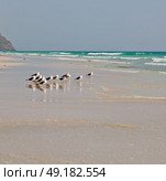 the mountain and sea seagull full  in oman coastline of salalah . Стоковое фото, агентство Ingram Publishing / Фотобанк Лори