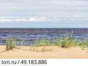 Beach landscape photo featuring green sedge growing in coastal sand. Стоковое фото, фотограф EugeneSergeev / Фотобанк Лори