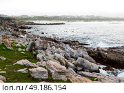 blur in south africa   betty’s bay wildlife  nature  reserve birds  penguin and rocks. Стоковое фото, агентство Ingram Publishing / Фотобанк Лори