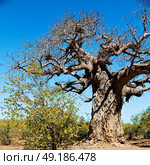 blur     in south africa rocky street and baobab near the bush and natural park. Стоковое фото, агентство Ingram Publishing / Фотобанк Лори