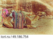 in petra jordan the camel for the tourist near the antique wonder site. Стоковое фото, агентство Ingram Publishing / Фотобанк Лори