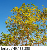 branches of willow weeping in the sky background. Стоковое фото, агентство Ingram Publishing / Фотобанк Лори
