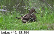 Дикая утка присматривает за утятами на берегу лесного болота. Май. A wild duck looks after ducklings on the shore of a forest swamp. May. Стоковое видео, видеограф Горшков Александр / Фотобанк Лори