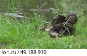 Дикая утка присматривает за утятами на берегу лесного болота. Май. A wild duck looks after ducklings on the shore of a forest swamp. May. Стоковое видео, видеограф Горшков Александр / Фотобанк Лори