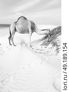 in oman empty quarter of desert a free dromedary near the  sea. Стоковое фото, агентство Ingram Publishing / Фотобанк Лори