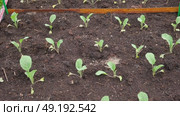 White cabbage seedlings. Young saplings of broccoli and cauliflower close-up grows in a garden bed ground soil. Planting in the vegetable garden. Organic green fresh Kale sprout having germinated. Стоковое видео, видеограф Марина Демидюк / Фотобанк Лори