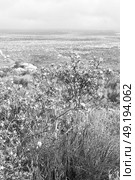 blur in south africa close up of the colza yellow field like   texture background. Стоковое фото, агентство Ingram Publishing / Фотобанк Лори