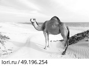 in oman empty quarter of desert a free dromedary near the  sea. Стоковое фото, агентство Ingram Publishing / Фотобанк Лори