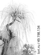 branches of willow weeping in the sky background. Стоковое фото, агентство Ingram Publishing / Фотобанк Лори