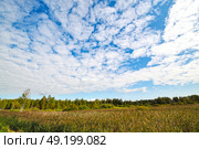 Заросли рогоза. Тюменская область. Ялуторовский район. Стоковое фото, фотограф Александр Тараканов / Фотобанк Лори