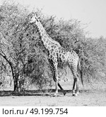 blur in south africa   kruger  wildlife    nature  reserve and  wild giraffe. Стоковое фото, агентство Ingram Publishing / Фотобанк Лори