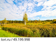Заросли рогоза. Тюменская область. Ялуторовский район. Стоковое фото, фотограф Александр Тараканов / Фотобанк Лори