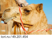dromedary near the sky in oman empty quarter of desert a  free . Стоковое фото, агентство Ingram Publishing / Фотобанк Лори
