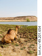 in oman empty quarter of desert a free dromedary    near the  sea. Стоковое фото, агентство Ingram Publishing / Фотобанк Лори