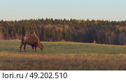 Two-humped camel grazing in dry meadow during autumn sunset. Стоковое видео, видеограф Дмитрий Наумов / Фотобанк Лори