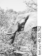 blur in south africa   kruger  wildlife  nature  reserve and  wild elephant. Стоковое фото, агентство Ingram Publishing / Фотобанк Лори