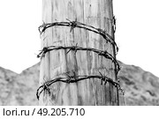 and  in oman barbwire in the  background . Стоковое фото, агентство Ingram Publishing / Фотобанк Лори