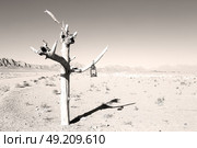 in iran old dead tree in the empty desert of persia lamp oil on branch. Стоковое фото, агентство Ingram Publishing / Фотобанк Лори