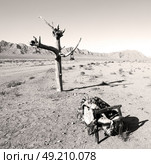 chair in iran blur old dead tree in the empty desert of persia lamp oil on branch. Стоковое фото, агентство Ingram Publishing / Фотобанк Лори