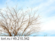 branches of willow weeping in the sky background. Стоковое фото, агентство Ingram Publishing / Фотобанк Лори