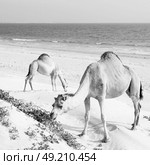in oman empty quarter of desert a free dromedary near the  sea. Стоковое фото, агентство Ingram Publishing / Фотобанк Лори