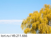 branches of willow weeping in the sky background. Стоковое фото, агентство Ingram Publishing / Фотобанк Лори