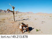chair in iran blur old dead tree in the empty desert of persia lamp oil on branch. Стоковое фото, агентство Ingram Publishing / Фотобанк Лори