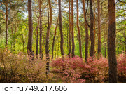Заросли бересклета среди сосен в осеннем лесу. Стоковое фото, фотограф Альбина Шаимова / Фотобанк Лори