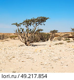 the empty quarter  and outdoor    sand   dune in oman old desert rub   al khali . Стоковое фото, агентство Ingram Publishing / Фотобанк Лори