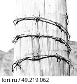 and  in oman barbwire in the  background . Стоковое фото, агентство Ingram Publishing / Фотобанк Лори