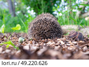 Еж свернулся клубком рядом с виноградной улиткой. Стоковое фото, фотограф Лариса Веселова / Фотобанк Лори