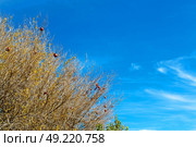 branches of willow weeping in the sky background. Стоковое фото, агентство Ingram Publishing / Фотобанк Лори