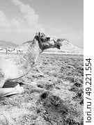 in oman empty quarter of desert a free dromedary    near the  sea. Стоковое фото, агентство Ingram Publishing / Фотобанк Лори