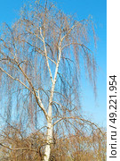 branches of willow weeping in the sky background. Стоковое фото, агентство Ingram Publishing / Фотобанк Лори