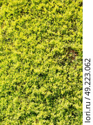     plant     pine needles color and nature  background. Стоковое фото, агентство Ingram Publishing / Фотобанк Лори