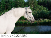 portrait of Lipizzaner horse at lake background. Стоковое фото, агентство Ingram Publishing / Фотобанк Лори