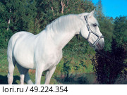 portrait of Lipizzaner horse  poseing near lake. Стоковое фото, агентство Ingram Publishing / Фотобанк Лори