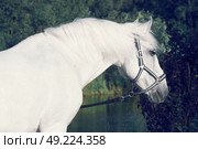 portrait of Lipizzaner horse  poseing near lake. Стоковое фото, агентство Ingram Publishing / Фотобанк Лори