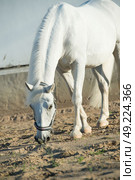 lipizzaner horse in paddock. Стоковое фото, агентство Ingram Publishing / Фотобанк Лори