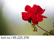 Red geranium flower blooms macro on green background. Red geraniums in a summer garden. Стоковое фото, агентство Ingram Publishing / Фотобанк Лори