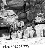 in petra jordan a donkey waiting for the tourist near the antique mountain. Стоковое фото, агентство Ingram Publishing / Фотобанк Лори