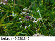 Лук виноградничный (лат. Allium vineale), многолетнее травянистое растение, вид рода Лук (Allium) семейства Луковые (Alliaceae). Тульская область, Россия. Стоковое фото, фотограф Андрей Цыганков / Фотобанк Лори
