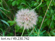 Козлобородник луговой (лат. Tragopogon pratensis), двулетнее травянистое растение из рода Козлобородник семейства Астровые, Тульская область, Россия.. Стоковое фото, фотограф Андрей Цыганков / Фотобанк Лори