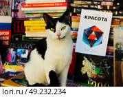 Кот черно-белой масти охраняет продающиеся книги от мышей. Стоковое фото, фотограф Сергей Костин / Фотобанк Лори